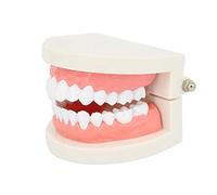 ROSENICE Tipodonto Dental Modelo De Estudio Dental Modelo De Dientes Estándar Para Enseñanza Y Demostración Oral Base Fija Para Comunicación Con Pacientes Y Estudio De Cepillado