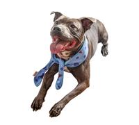 Rosewood Pañuelo refrescante para perros, grande, estampado de helado de arándanos, ajuste ajustable, sección de espuma absorbente, remoja y congela para un alivio de enfriamiento instantáneo, bandana