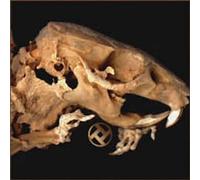 Rot in Hell - As Pearls Before Swine