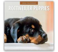 Rottweiler Puppies 2026 Square Wall Calendar