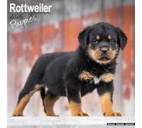 Rottweiler Puppies Calendar 2026 Square Dog Puppy Breed Wall Calendar - 16 Month