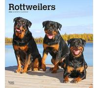 Rottweilers - Rottweiler 2026 - 16-Monatskalender: Original BrownTrout-Kalender [Mehrsprachig] [Kalender]