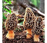 Rotyroya 100 Piezas de Semillas de Morchella, Morels Mushroom Spawn Dry Spores Mycelium Bonsai Semillas de Morchella