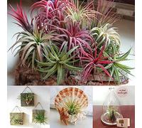 Rotyroya 200 Piezas de Semillas Raras de Tillandsia, decoración de bonsái de Oficina para jardín de Plantas Ornamentales Semillas de Tillandsia