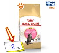 Royal Canin Gato FBN Gatito Maine Coon Alimento Seco Gatos 2 Kg