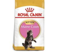 Royal Canin Gato Kitten Maine Coon