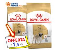 Royal Canin Perro → Adulto, PUG (CARLINO) - 1,5 kg - Croquetas Para Perros
