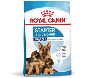 Royal Canin Starter Mother & Babydog Maxi - Pienso seco para cachorro recién nacido y perra gestante/lactante de tamaño grande - Cantidad: 4 kg
