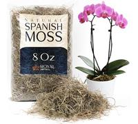 Royal Imports Musgo Español