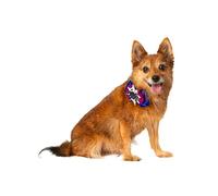 Rubies Spider & Bat Fun and Cute - Juego de collar para mascotas para fiestas temáticas y Halloween, talla única