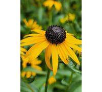 Rudbeckia Journal: Black Eyed Susan Notebook