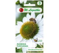 Rudbeckia púrpura, Echinacea - blanca