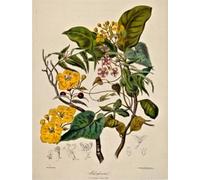 RUIYANMQ Puzzle 1000 Piezas Ilustraciones Vintage Botánico Cartel para Toda La Familia Colocación Colorido Juego Kx296Zy