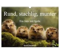 Rund, stachlig, munter - Ein Jahr mit Igeln (Wandkalender 2026 DIN A3 quer), CALVENDO Monatskalender: Der ultimative Igel - Kalender!