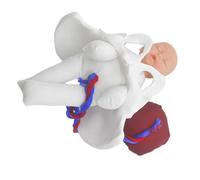 RUNROTOO Modelo Anatómico de Pelvis Femenina para Simulación de Parto Diseño Realista y Material Pvc, Herramienta Versátil para Educación Prenatal y Clases Médicas