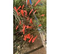 Russelia equisetiformis Seme il più popolare Fiore Bao Zhang Zhu piante d'fiori perenni alta Germinazione 50 Pc 1