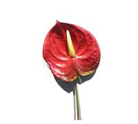 RUWLFE 10pc Artificial Flower Anthurium Plants Fake For Arrangement Material Valentine's Day Wedding Home Decor Photo Props para Inicio(Color 2)