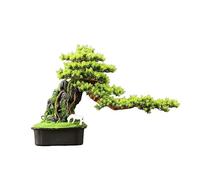 ruyi-1986 Bonsái Artificial Árbol bonsái Artificial con Maceta Cuadrada de cerámica, Adorno Planta Falsa for la Entrada Sala Estar, Mueble TV