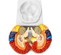 Ryanong Modelo anatómico de cerebro humano, 2 medias piezas codificadas por colores, modelo de cerebro humano regional de tamaño real, modelo de cerebro humano para enseñanza clínica y entrenamiento