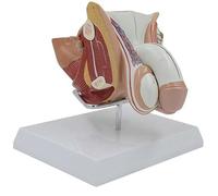 Ryanong Modelo anatómico de estructura de órganos genitales masculinos con base, modelo de anatomía del sistema reproductivo masculino, herramienta de demostración de enseñanza del sistema