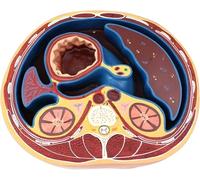 Ryanong Modelo de anatomía transversal abdominal humana, modelo de anatomía de torso humano con logotipo digital para enseñanza médica, herramienta de visualización de educación de aprendizaje. ?
