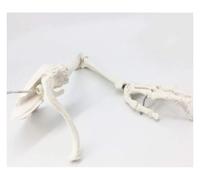 Ryanong Modelo de esqueleto de brazo humano, modelo médico anatómico de esqueleto humano de extremidad superior, espátula de hueso de brazo, clavícula, modelo educativo para demostración de enseñanza