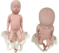 Ryanong Modelo de pelvis de demostración del parto, modelo de pelvis femenina de tamaño real con modelo de músculos del suelo pélvico, modelo médico de anatomía para educación científica, ginecología.
