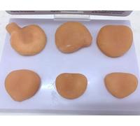 Ryanong Modelo de próstata humana, modelo de cáncer de próstata, modelo de estructura anatómica de masa de próstata, estructura de anatomía humana, modelo de órgano humano para estudio médico y