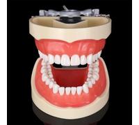 Ryanong Modelo de Typodont dental con 32 dientes extraíbles, modelo de dientes de demostración estándar para adultos, modelo de cepillado de dientes, modelo de práctica anatómica de dientes para