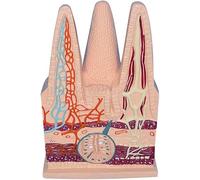Ryanong Sistema digestivo humano, modelo de vellosidades intestinales delgadas, modelo de vellosidades intestinales, modelo médico anatómico educativo para estudio médico y demostración de enseñanza