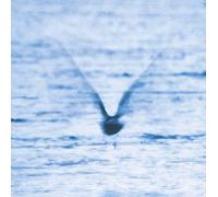 Ryo Fukui Mellow Dream (CD) Album
