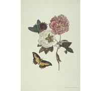 RZHRHJES Abstracto Cuadro Pintura Sobre Lienzo Pared Arte Cuadro Msmerian Hibiscus y Schwalbenschw por Maria Sibylla Merian para Decoración de Paredes 60x90cm
