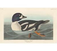 RZHRHJES Cuadro Sobre Lienzo Impresión en Lienzo Cuadro de pared Pato ojo dorado de John Audubon para Decoraciones del Hogar 60x90cm