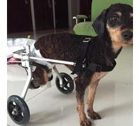 Sa a rotelle Reabile per Animali Domestici per Cani e Gatti di cola Ma Taglia Carrello per la lità a 2 Ruote per Il Supporto e Zampe Piori e la Riabilitaze perfett