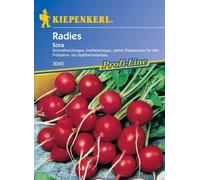 Saatgut Radieschen/ Radies Sora