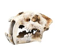 Sabertooth Tiger Skull Modelo dinosaurio Cráneo réplica de esqueleto de hueso de imitación modelo para decoración del hogar y la oficina