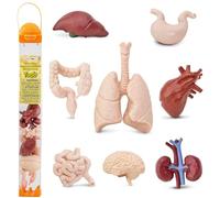 Safari Ltd. Órganos humanos TOOB - 8 minifiguras que incluyen cerebro, corazón, pulmones, hígado, riñones, estómago e intestinos, de 3 años en adelante