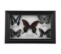 SAFIGLE Marco de Madera para Mariposas con Tapa Transparente Arte Mural DIY para Colgar Pared Decoración Creativa para Sala de Estar y Escritorio Expositor Compacto para Colección de