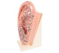 SAFIGLE Modelo de Oreja para Acupuntura de 23 Cm Base, Plástico Duradero, Herramienta Educativa para Reflexología y Masaje, Material Didáctico para Enseñanza en Escuelas y Laboratorios