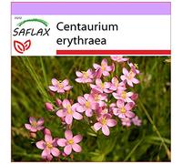 SAFLAX - Centáurea menor - 250 semillas - Centaurium erythraea
