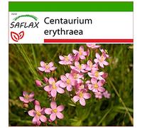 SAFLAX - Centáurea menor - 250 semillas - Con sustrato estéril para cultivo - Centaurium erythraea