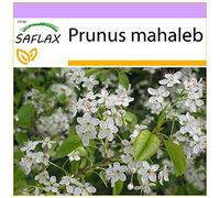 SAFLAX - Cerezo de Santa Lucia - 30 semillas - Prunus mahaleb