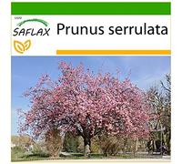 SAFLAX - Cerezo japonés - 30 semillas - Con sustrato estéril para cultivo - Prunus serrulata