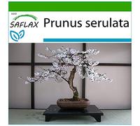 SAFLAX - Cerezo japonés - 30 semillas - Con sustrato estéril para cultivo - Prunus serulata