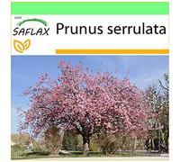 SAFLAX - Cerezo japonés - 30 semillas - Prunus serrulata