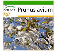 SAFLAX - Cerezo silvestre - 10 semillas - Con sustrato estéril para cultivo - Prunus avium