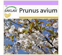 SAFLAX - Cerezo silvestre - 10 semillas - Prunus avium
