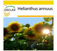 SAFLAX Conjunto de cultivo - Girasol Titan - 20 semillas - Helianthus