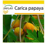SAFLAX Conjunto de cultivo - Papaya - 30 semillas - Carica