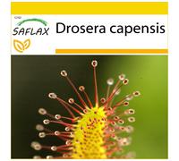 SAFLAX Conjunto de cultivo - Rocío de sol - 200 semillas - Drosera